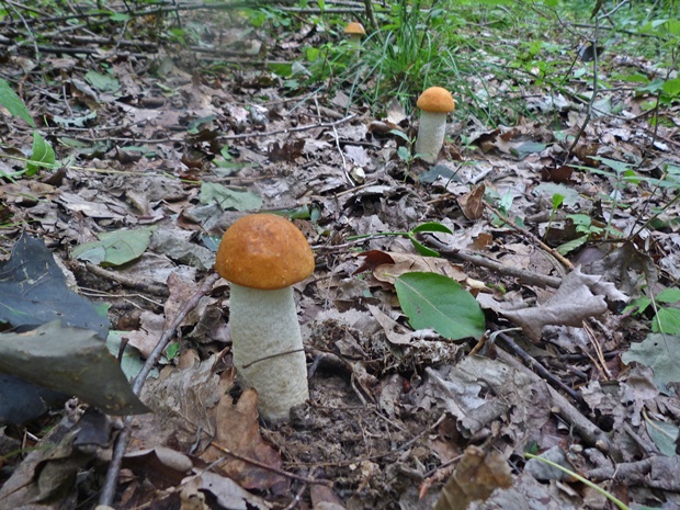 kozák osikový Leccinum albostipitatum den Bakker & Noordel.