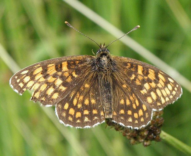 hnedáčik skorocelový Melitaea athalia