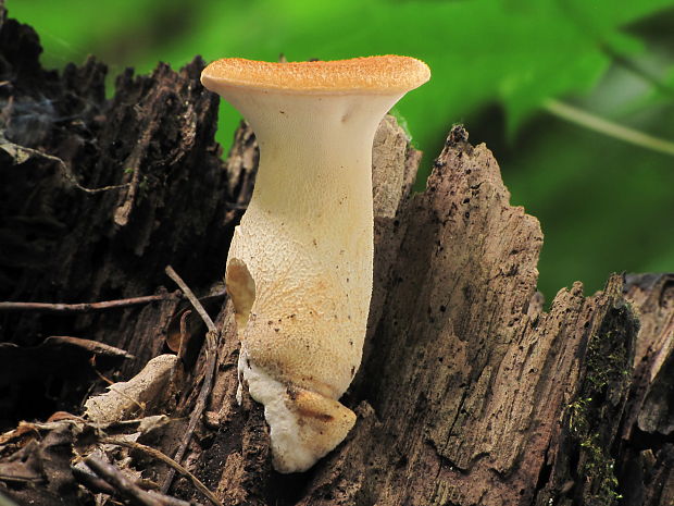 húževnatec pohárovitý Neolentinus schaefferi Redhead & Ginns