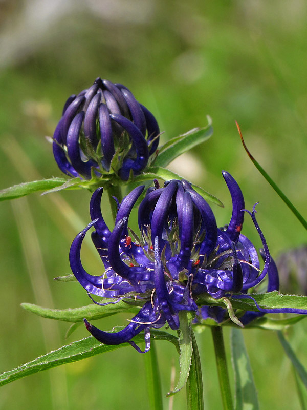 zerva hlavičkatá Phyteuma orbiculare L.