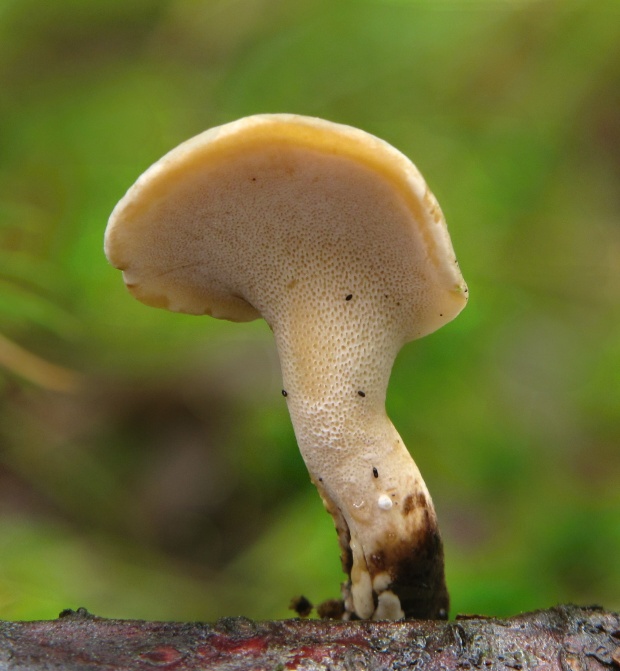 trúdnik Polyporus sp.