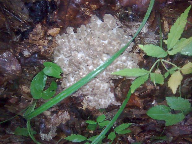 trúdnik klobúčkatý Polyporus umbellatus (Pers.) Fr.