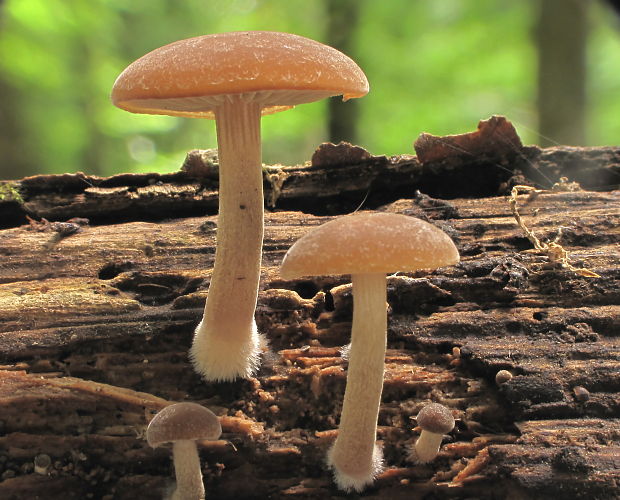 drobuľka hnedosivá Psathyrella spadiceogrisea (Schaeff.) Maire