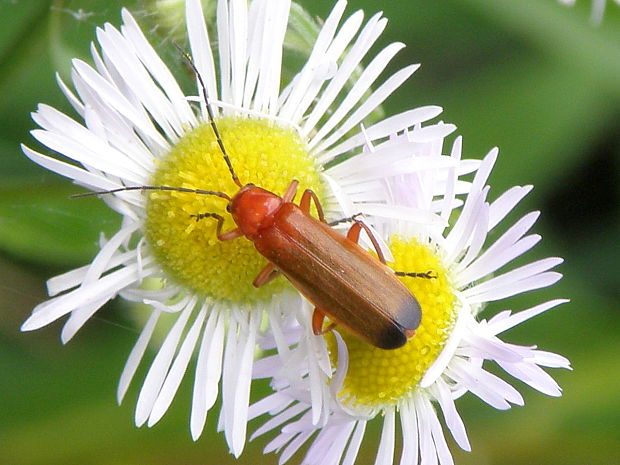 snehulčík žltý  Rhagonycha fulva Scopoli, 1763