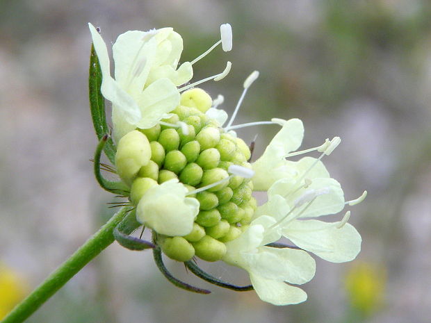 hlaváč žltkastý Scabiosa ochroleuca L.