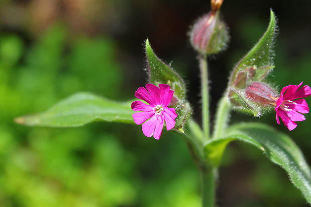 silenka červená Silene dioica (L.) Clairv.