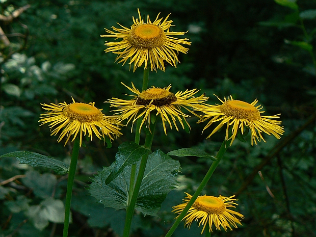 telekia ozdobná Telekia speciosa (Schreb.) Baumg.