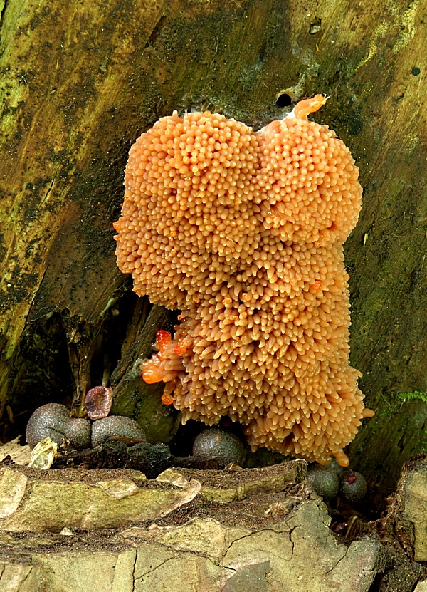 jahodník sasankovitý  Tubifera ferruginosa (Batsch) J.F. Gmel.