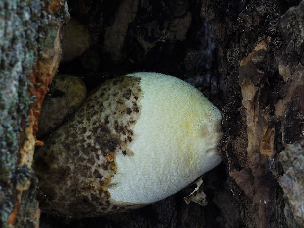 pošvovec stromový Volvariella bombycina (Schaeff.) Singer