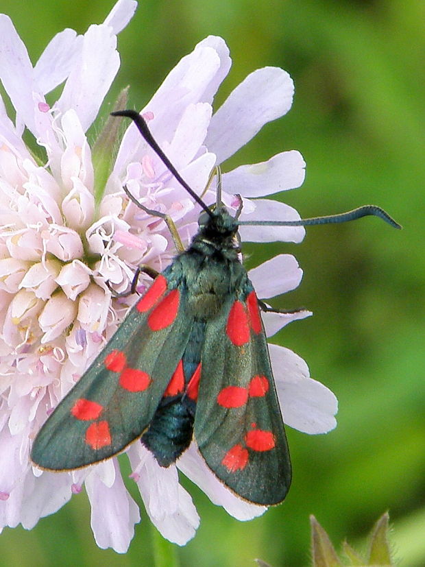 vretienka obyčajná Zygaena filipendulae