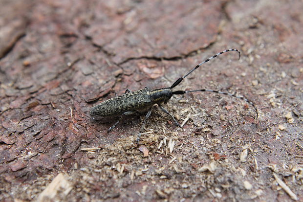 vrzúnik agapanthia villosoviridescens