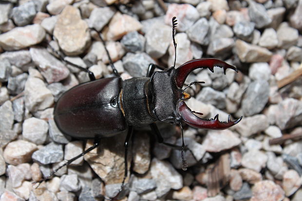 roháč obyčajný lucanus cervus