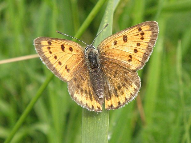 ohniváčik veľký lycaena dispar