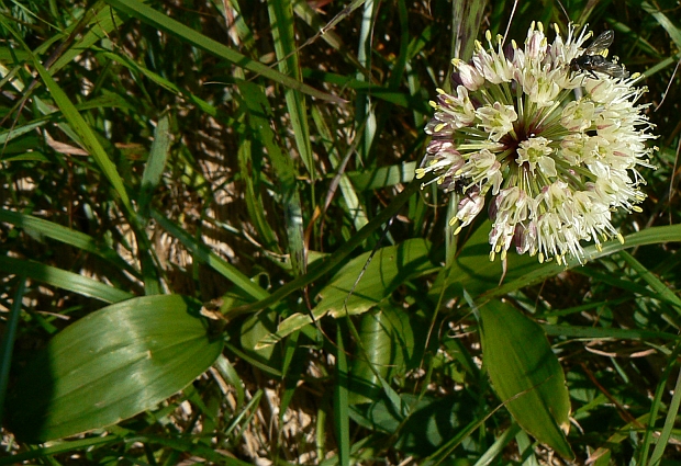 cesnak hadí Allium victorialis L.