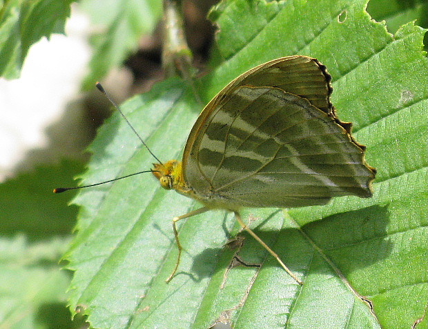 perlovec striebristopásvý Argynnis paphia