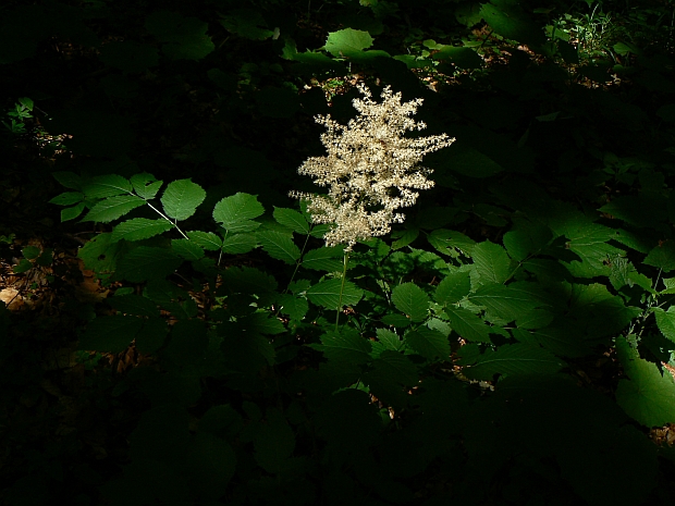 udatník lesný Aruncus vulgaris Raf.