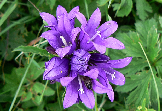 zvonček klbkatý Campanula glomerata agg. L.