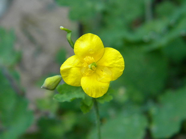 lastovičník väčší Chelidonium majus L.