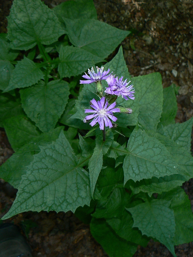 mliečivec alpínsky Cicerbita alpina (L.) Wallr.