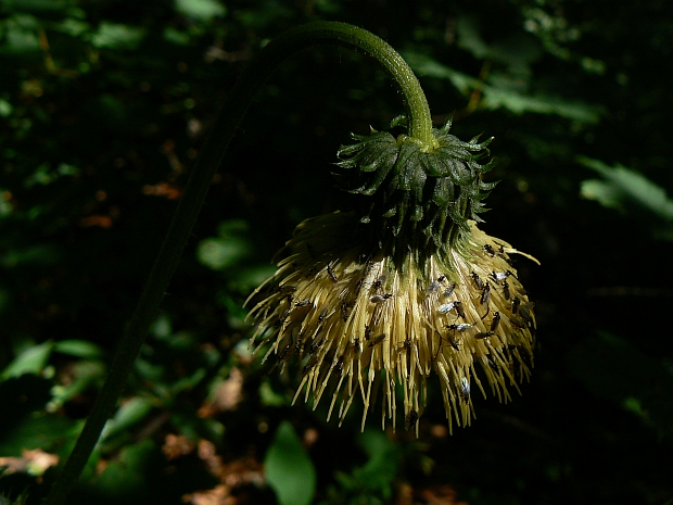 pichliač lepkavý Cirsium erisithales (Jacq.) Scop.