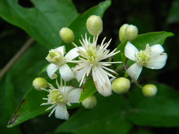 plamienok plotný Clematis vitalba L.