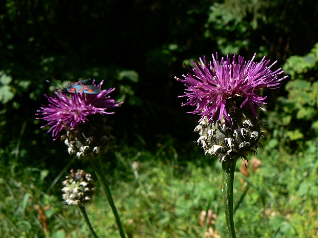 nevädzník hlaváčovitý Colymbada scabiosa  (L.) Holub