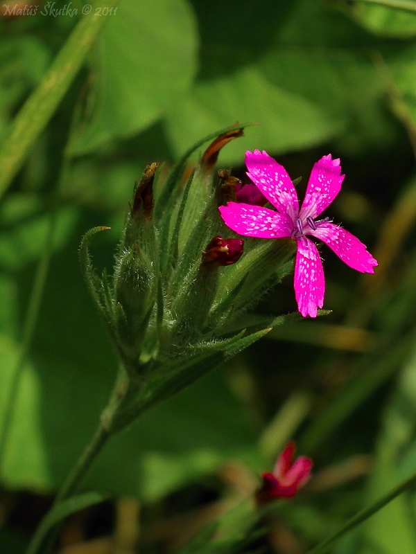 klinček zväzkovitý Dianthus armeria L.