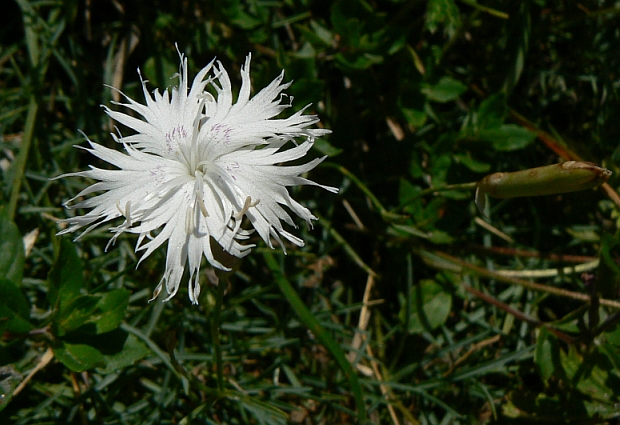 klinček včasný Dianthus praecox Kit.