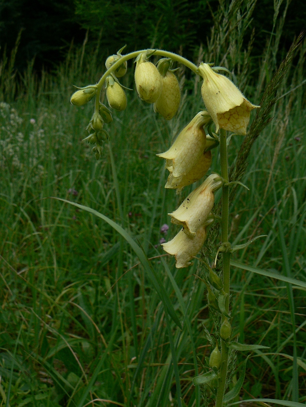 náprstník veľkokvetý Digitalis grandiflora Mill.