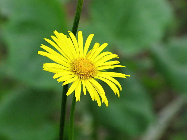 kamzičník columnov Doronicum columnae  Ten.