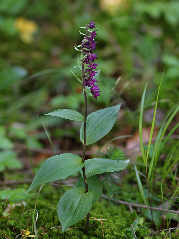 kruštík tmavočervený pravý Epipactis atrorubens subsp. atrorubens (Hoffm.) Besser