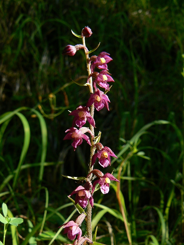 kruštík tmavočervený pravý Epipactis atrorubens subsp. atrorubens (Hoffm.) Besser