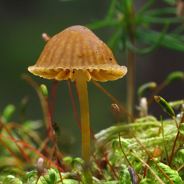 kapucňovka Galerina sp.