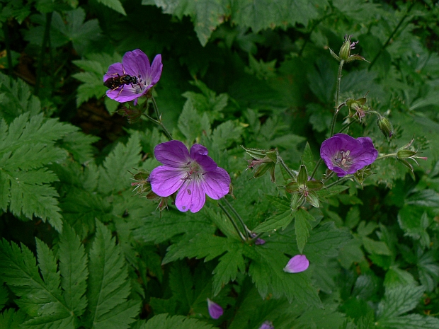 pakost močiarny Geranium palustre L.