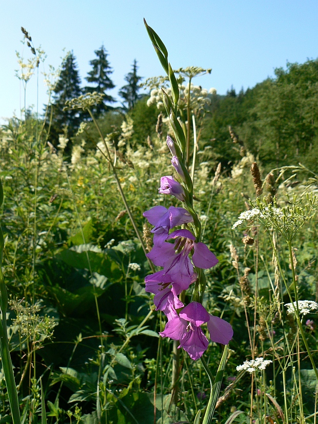 mečík škridlicovitý Gladiolus imbricatus L.