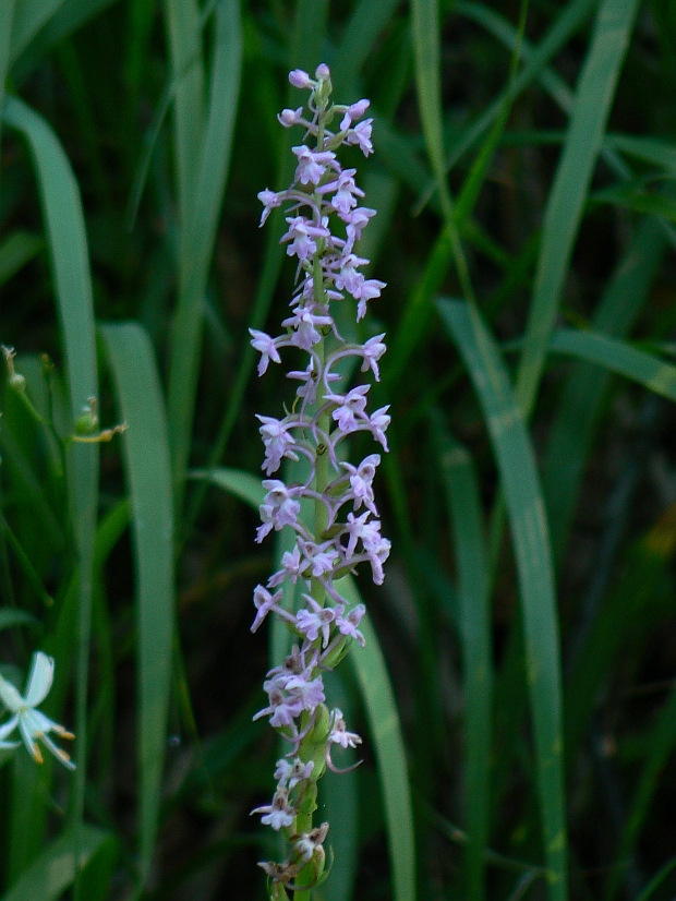 päťprstnica obyčajná Gymnadenia conopsea (L.) R. Br.