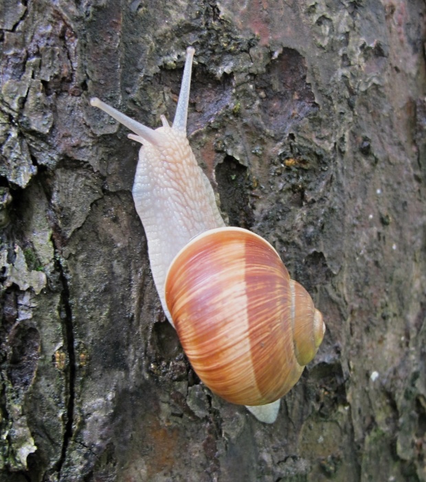 slimák obyčajný Helix pomatia