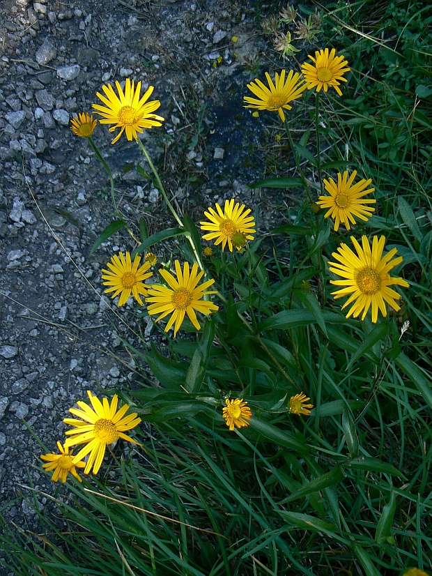 oman vŕbolistý Inula salicina L.