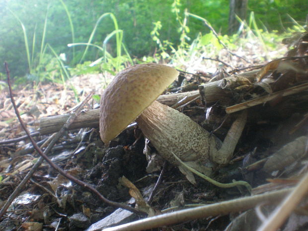 kozák hrabový Leccinum pseudoscabrum (Kallenb.) Šutara