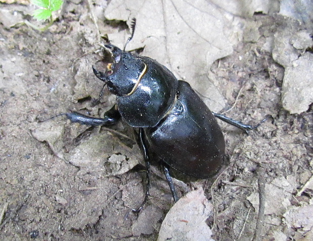 roháč veľký-samička  Lucanus cervus