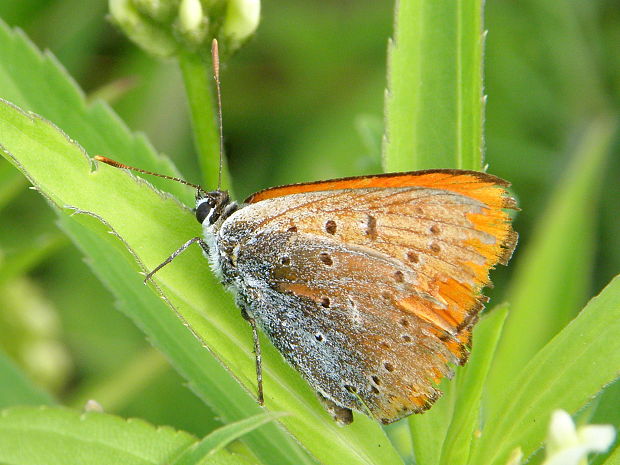 ohniváčik veľký Lycaena dispar Haworth, 1803