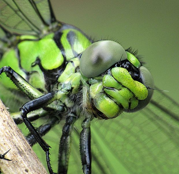 klinovka hadia-klínatka rohatá Ophiogomphus cf. cecilia