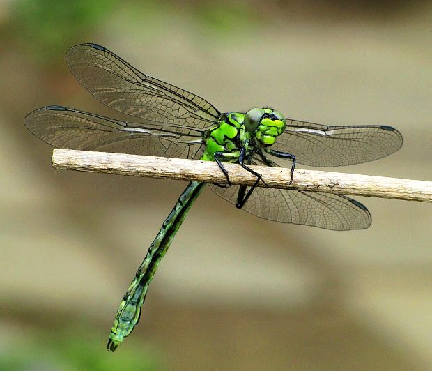 klinovka hadia-klínatka rohatá Ophiogomphus cf. cecilia