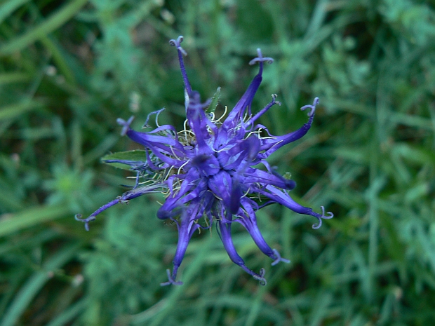 zerva hlavičkatá Phyteuma orbiculare L.