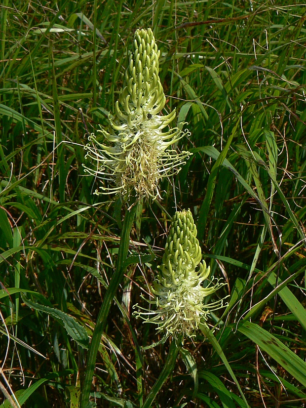 zerva klasnatá Phyteuma spicatum L.