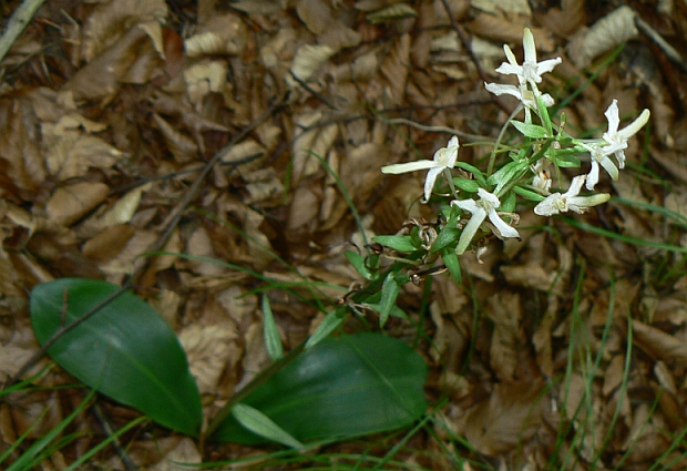 vemenník dvojlistý Platanthera bifolia (L.) Rich.