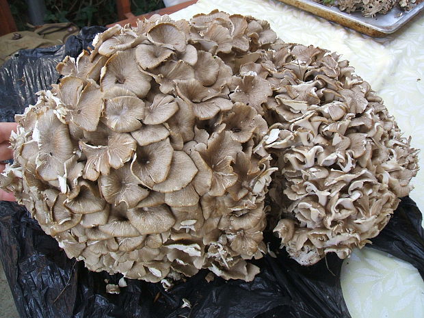 trúdnik klobúčkatý Polyporus umbellatus (Pers.) Fr.