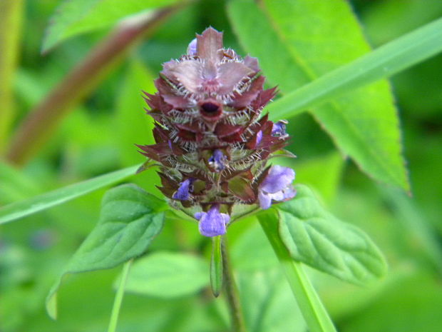 čiernohlávok obyčajný Prunella vulgaris L.