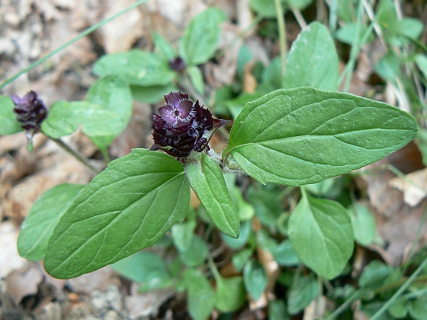 čiernohlávok obyčajný Prunella vulgaris L.