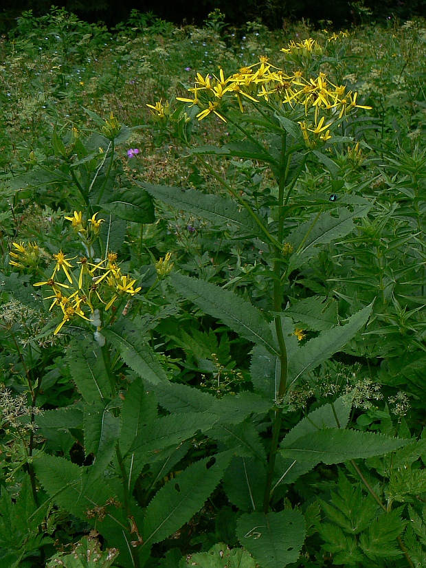 starček Senecio sp.